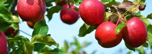 सेब के पेड़ - कृषि तकनीशियन और जैविक सुविधाओं