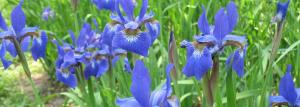 कैसे irises कृतियों में से एक उद्यान बनाने के लिए: पार्स करने predilections पौधों 🌸