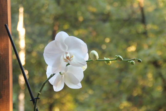 मेरे सफेद phalaenopsis इस गर्मी में खरीद के बाद पहली बार के लिए खिल। एक लेख इतनी के रूप में खोने के लिए नहीं और दोस्तों के साथ साझा करने के लिए, सामाजिक नेटवर्क पर अपने पृष्ठ पर रखें!