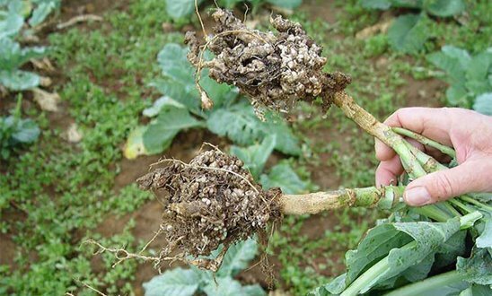 कवक के बीजाणुओं आसानी से 7 साल के लिए मिट्टी में जीवित रह सकते हैं। फोटो: सहपाठियों