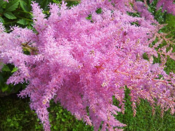 पुष्पक्रम Astilbe