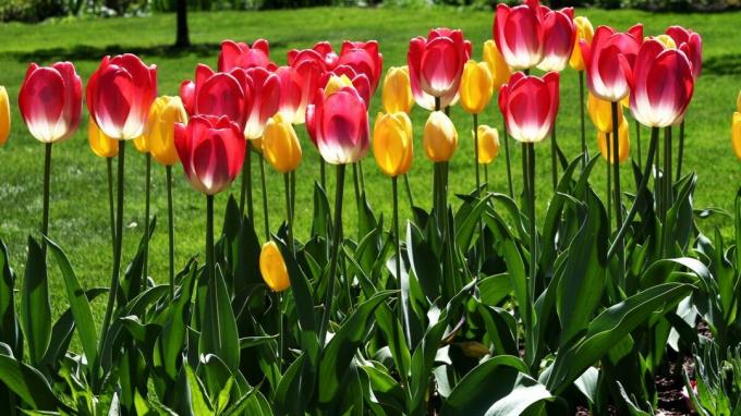 Tulip - वसंत बगीचे के प्रतीकों में से एक! फोटो: wallpaperscraft.ru