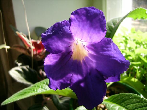 बड़े फूल - strepokarpusa का सबसे महत्वपूर्ण लाभ में से एक