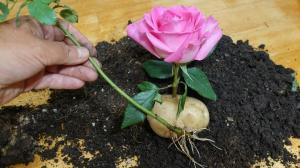 नौकरानी में मालकिन: आलू की गुलाब