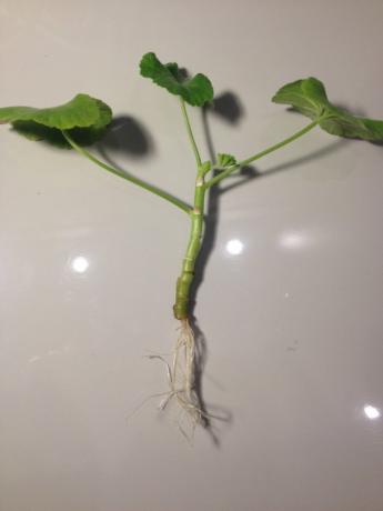 जड़ों के साथ Geranium डंठल (फोटो-इंटरनेट)