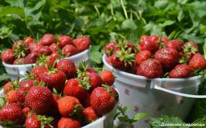 स्ट्रॉबेरी Fertilizing है, जो 2-3 बार से उत्पादकता में वृद्धि होगी