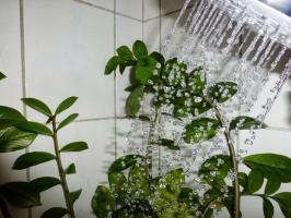 ♨ गर्म स्नान गमले में लगे पौधों को बदल देती है! सब कुछ सही ढंग से किया जाता है