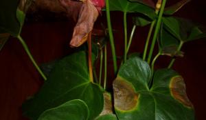 Anthurium रोग और उनके इलाज