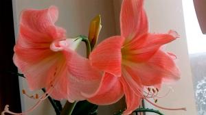 Hippeastrum आम बीमारियों और उनके इलाज