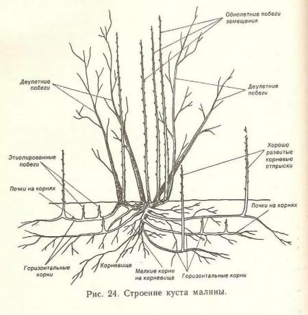 रास्पबेरी झाड़ी की संरचना