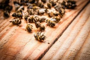 Vanga सही था? मधुमक्खियों सामूहिक रूप से क्यों मर रहे हैं?