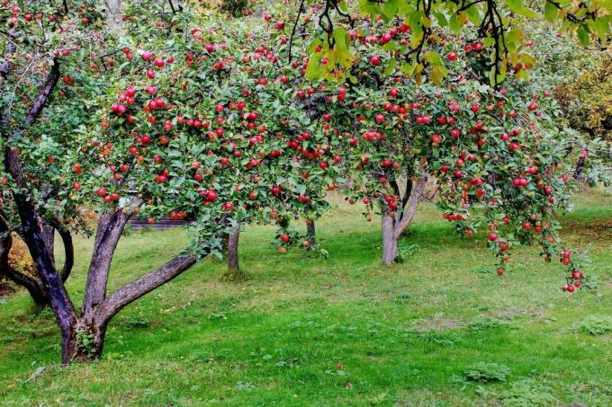 एक अच्छी तरह से रखा सेब के बगीचे का एक अच्छा उदाहरण