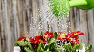 तेजी से विकास और विपुल फूल के लिए पौधों को पानी कैसे